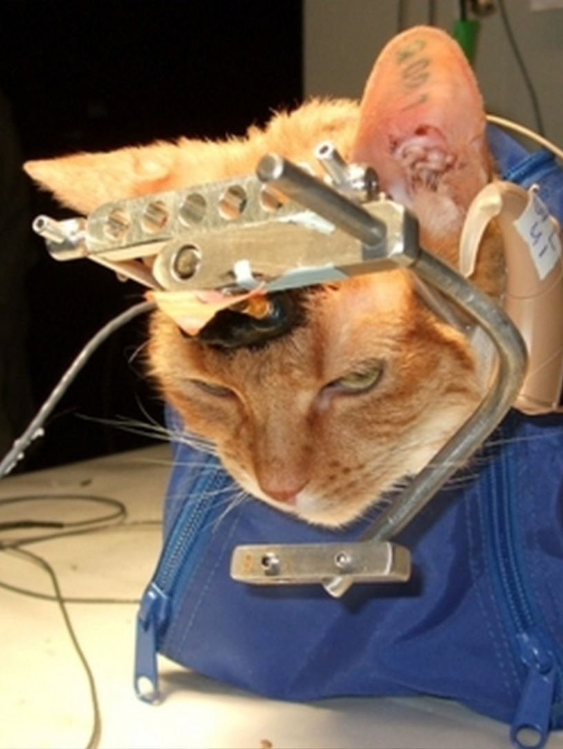 A cat restrained on a surgical pillow with a stereotactic head frame screwed into its skull. Electrodes are implanted in the brain. The ear is tagged with an inventory number. Documentary photograph of auditory cortex research.