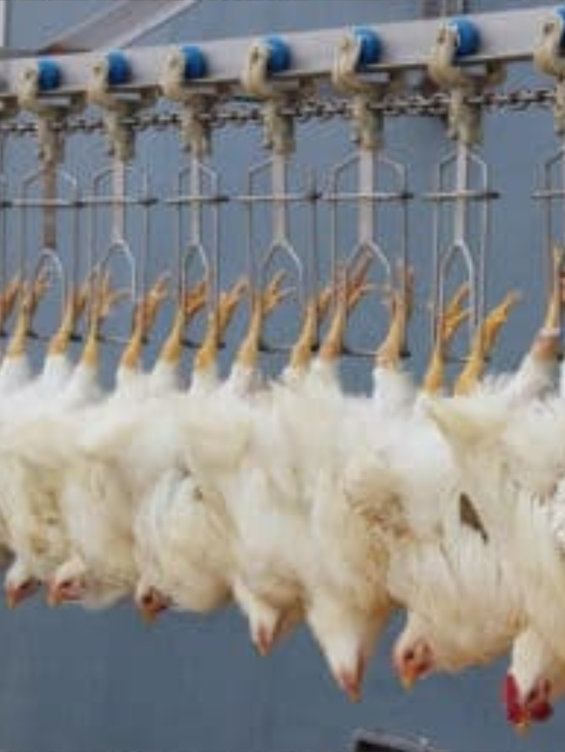 Chickens shackled upside down by their legs on a moving conveyor line at a poultry processing plant. The slaughter line.