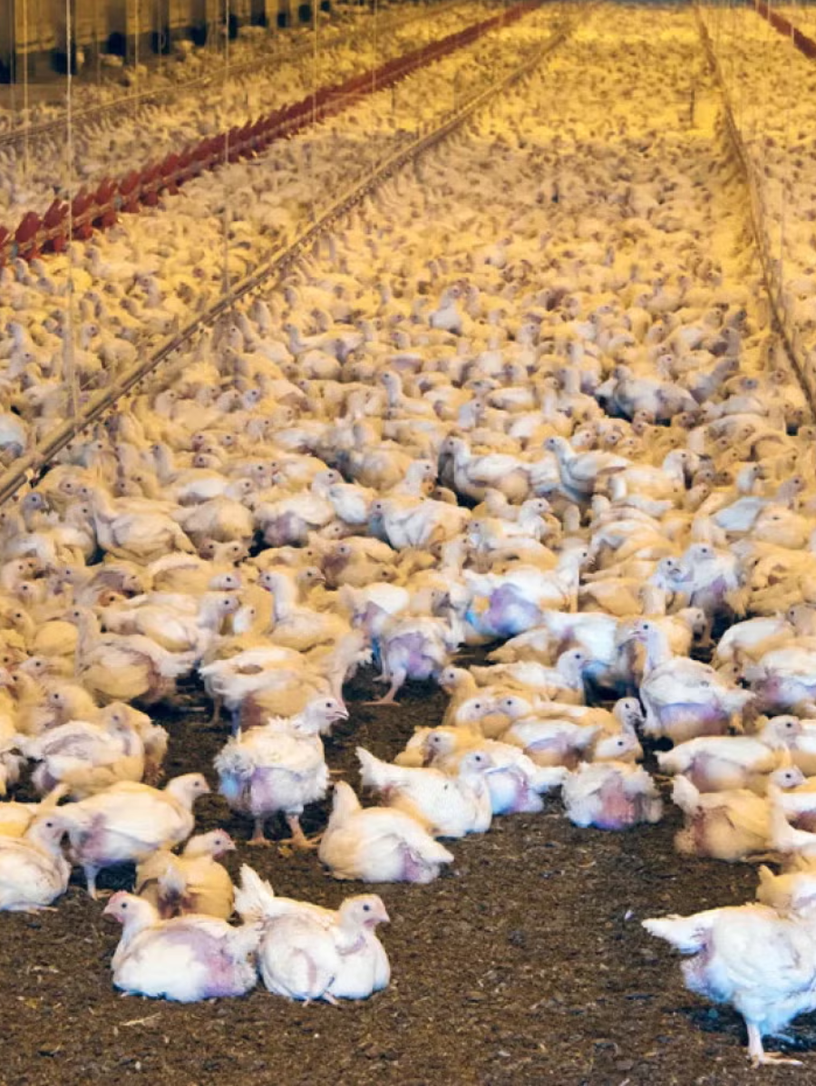 Thousands of white broiler chickens packed into a long enclosed factory shed, lit by amber light. Birds sit in soiled bedding, some bare or collapsed under their own weight. Documentary photograph of industrial broiler production.
