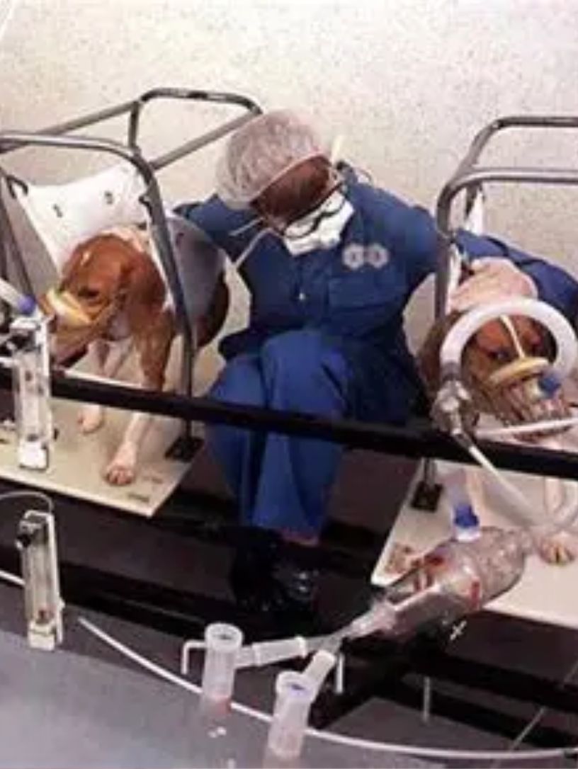Two beagles restrained on either side of a technician in surgical scrubs, their snouts secured inside individual inhalation chamber apparatuses with tubes feeding the gas. Documentary photograph of acute inhalation toxicity testing.
