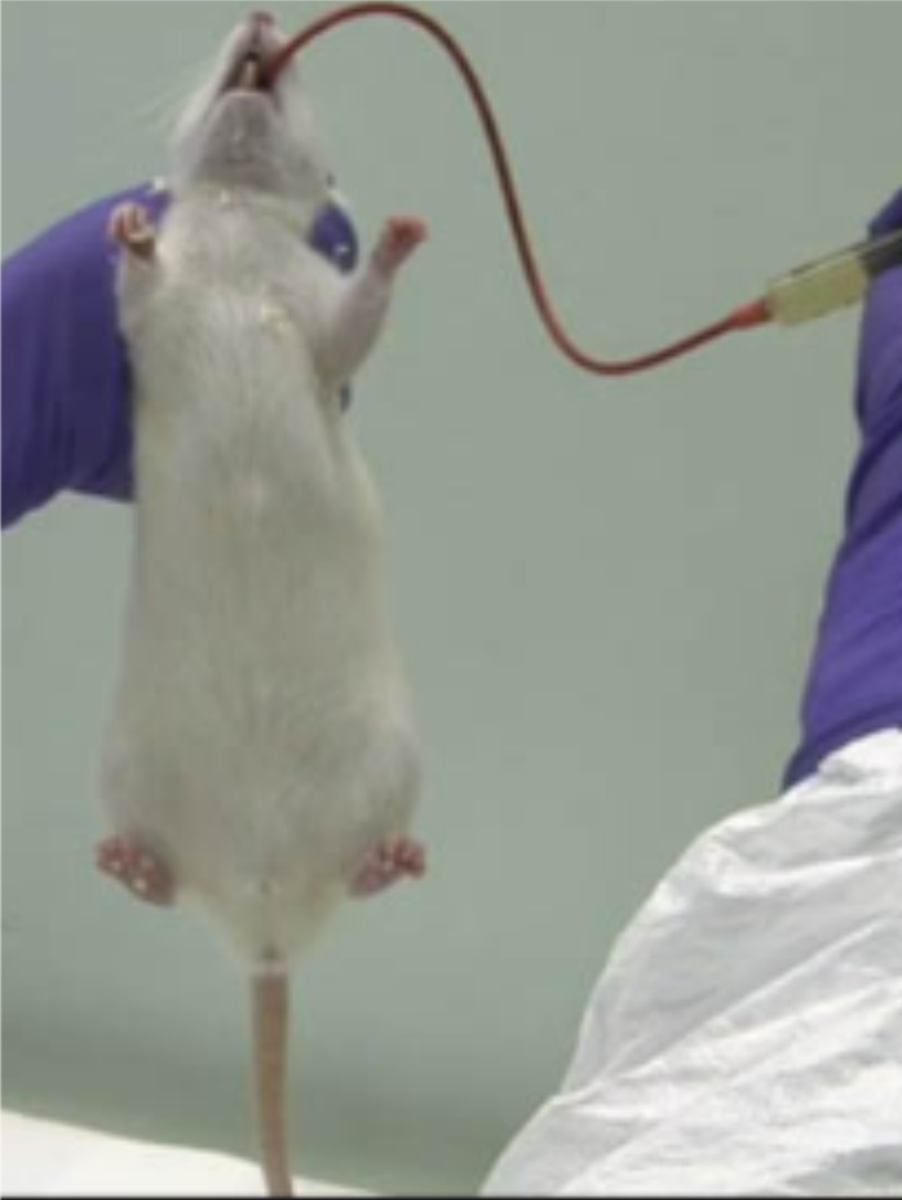 A white laboratory rat held upright by gloved hands while a red feeding tube is inserted down its throat from a syringe. The gavage procedure: forced oral dosing used in toxicity testing.