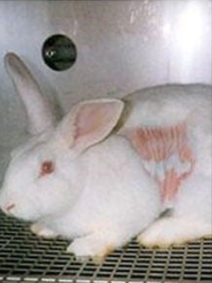A white rabbit on a wire grid laboratory floor, its back fur shaved and showing red chemical burn marks and lesions where the test patch was applied. Documentary photograph of cosmetic skin sensitization testing.