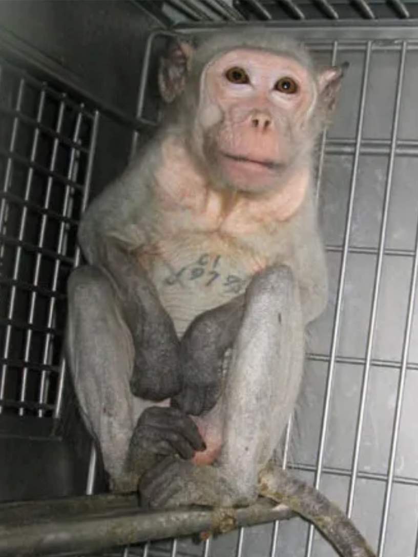 A primate sitting in a metal laboratory cage with a serial number marked across its chest. It looks directly at the camera. A vessel reduced to inventory tracking.