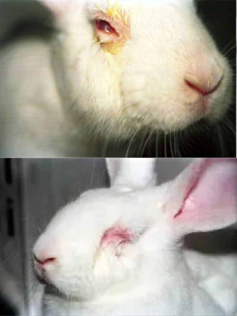 Documentary photographs of a rabbit's eye after exposure to chemical test substances. Top panel shows yellow chemical residue and inflammation around the weeping eye. Bottom panel shows the swollen, reddened, irritated eye after the test.