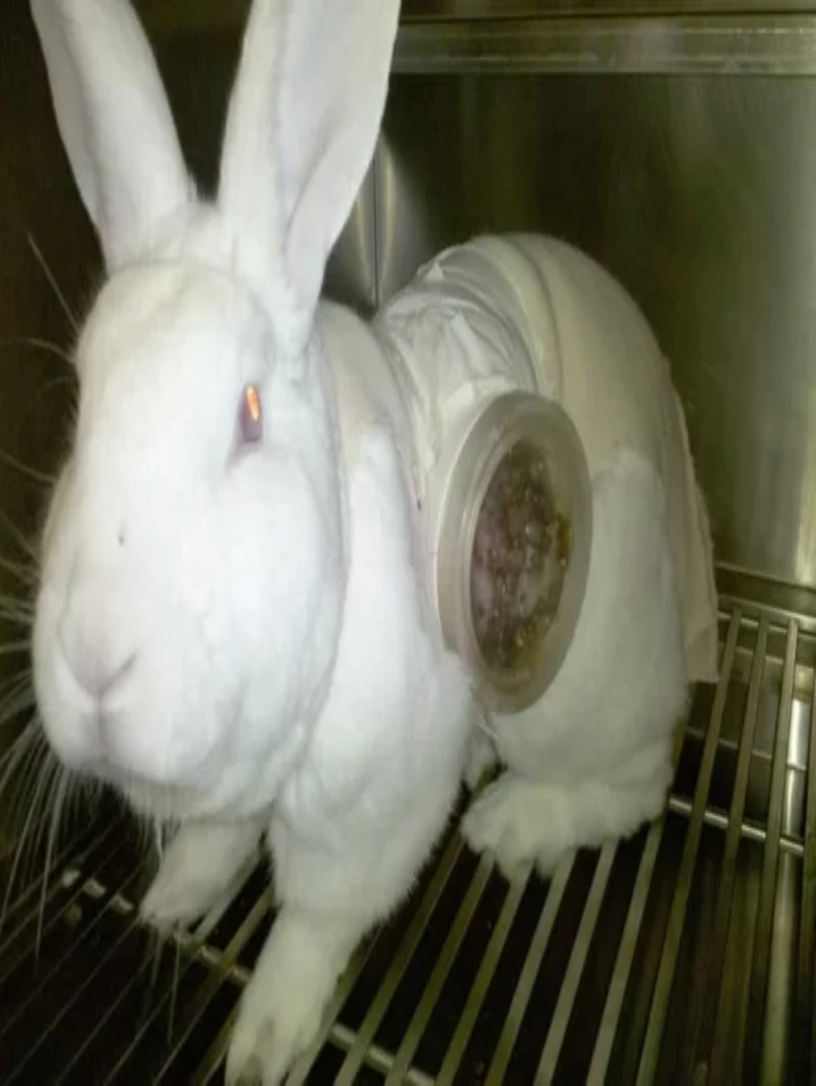 A white rabbit standing in a metal laboratory cage with a transparent circular viewing port surgically implanted into its back, secured with bandages. The dorsal skinfold window chamber used to observe injected cancer cells in living tissue.