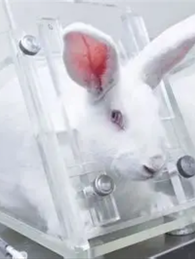 A white rabbit immobilized in a clear acrylic restraint device used in cosmetic testing. The Draize restraint holds the head and body in place so the animal cannot blink, pull away, or protect itself during the test.