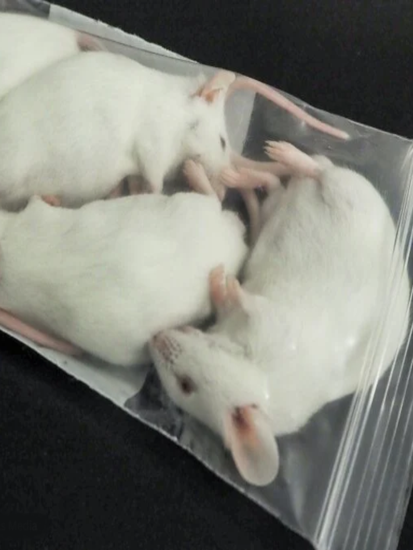 Multiple white laboratory mice deceased in a clear plastic specimen bag. The end of the LD50 toxicity test — the half that died.