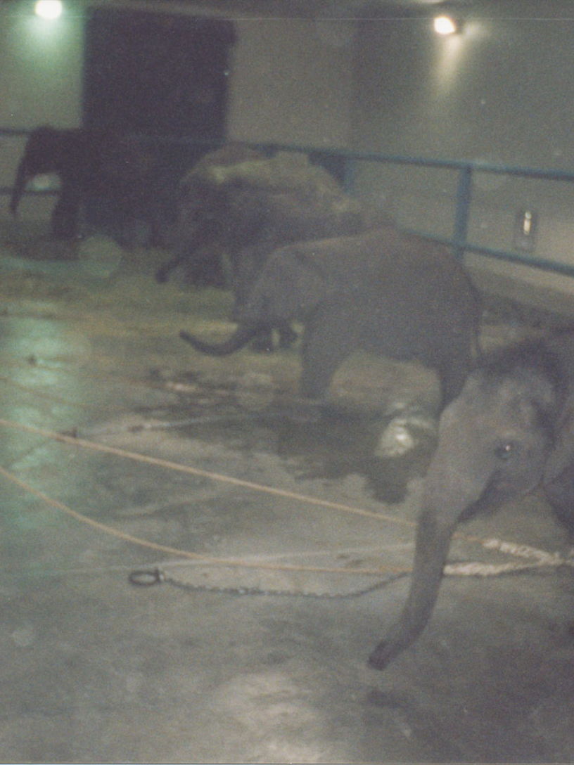 Baby elephants restrained in a dim training barn at night. Chains and ropes visible on the concrete floor. Documentary photograph of circus training practices.