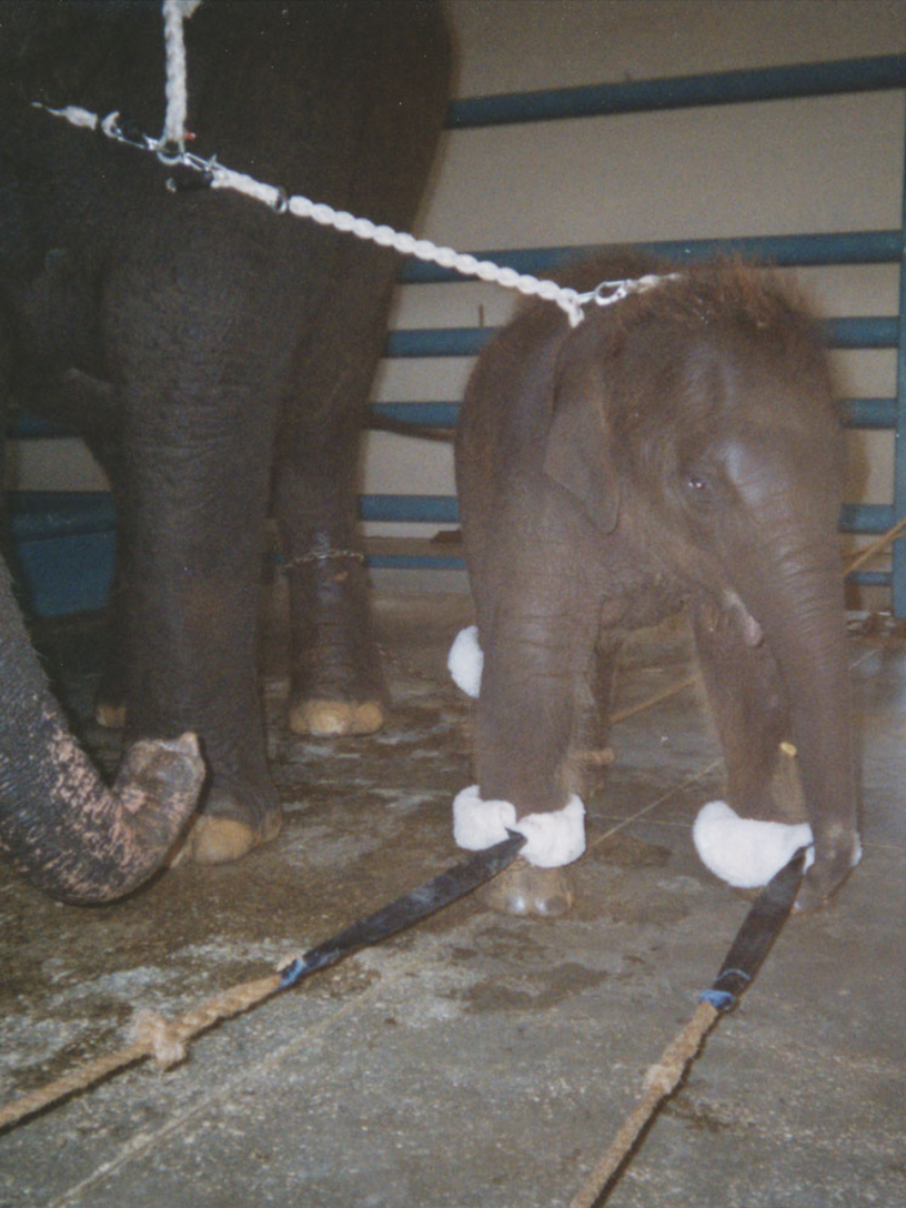 A baby elephant bound by all four legs with padded ropes, tied at the neck to her mother who stands chained beside her on a concrete training floor. Documentary photograph of circus training practices.
