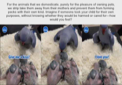 Talking parrot shows love to her babies.