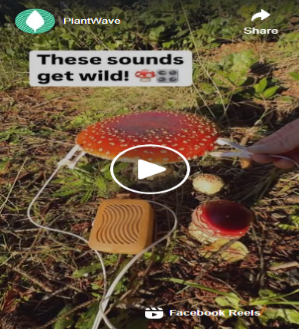 A red mushroom with white spots connected to a sound device on the ground. Green grass surrounds it. 