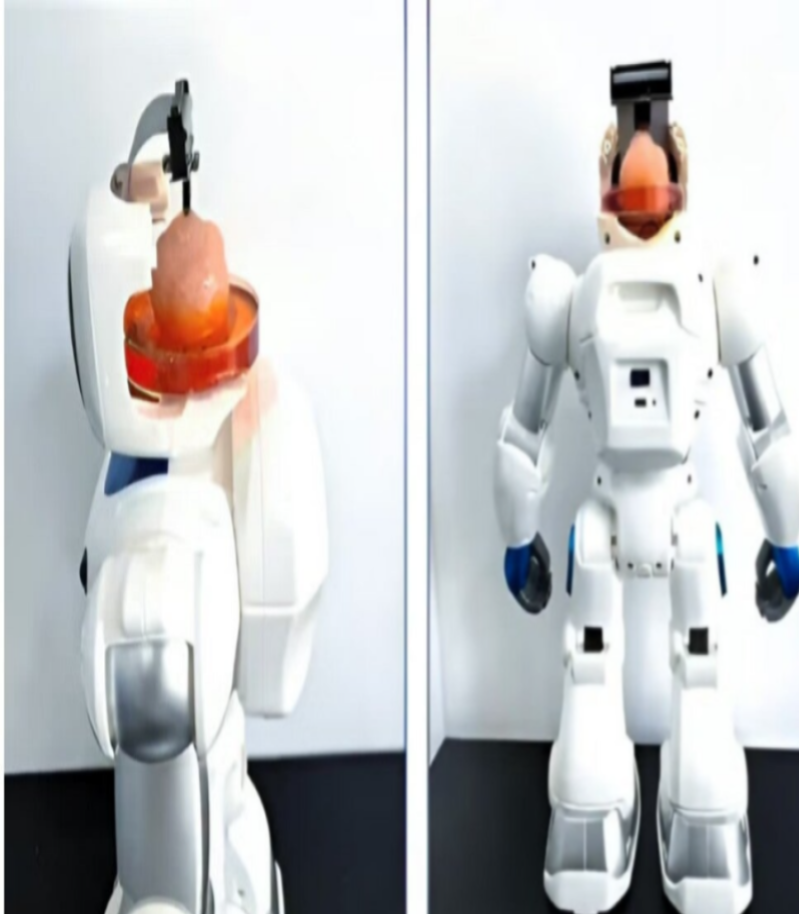 Robotic brain from stem cells.