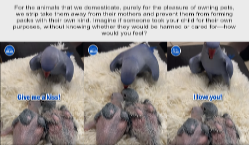 Talking parrot shows love to her babies.