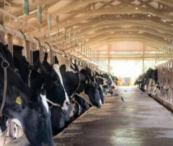 Dairy cows lined up in a crowded industrial barn, tethered and confined — God's creation treated as commodity rather than as living souls carrying His breath of life