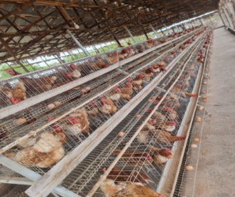 Chickens packed into rows of wire battery cages in a factory farm — creatures bearing the breath of life, confined and stripped of dignity