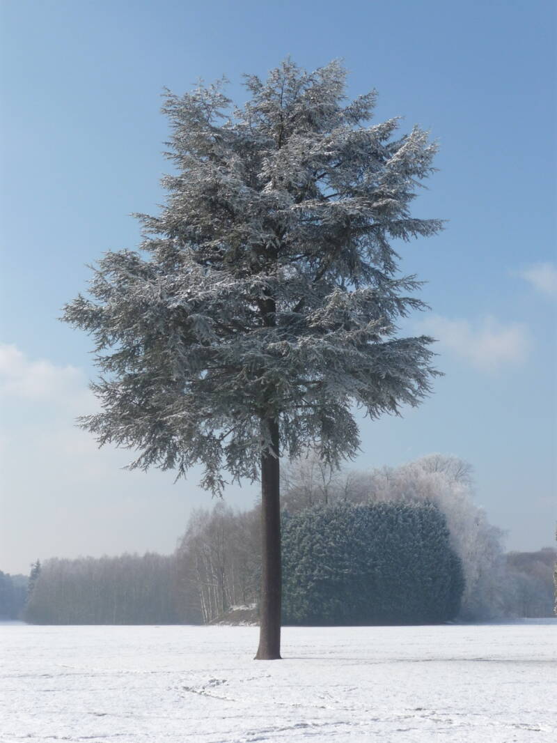 Kälte-P1030172