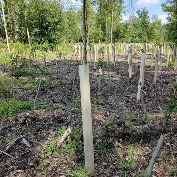 Wildkokers bio-afbreekbaar (25 st.)