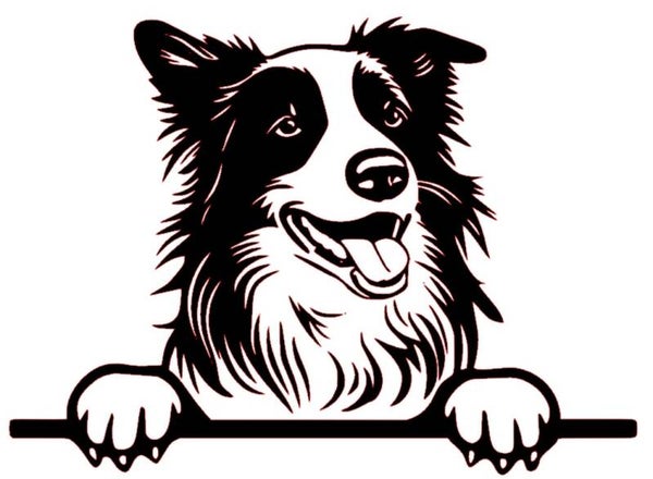 Border collie sticker `Gluren bij de buren`