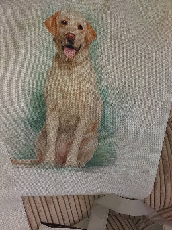The labrador