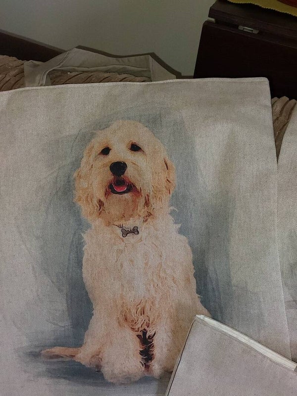 the labradoodle