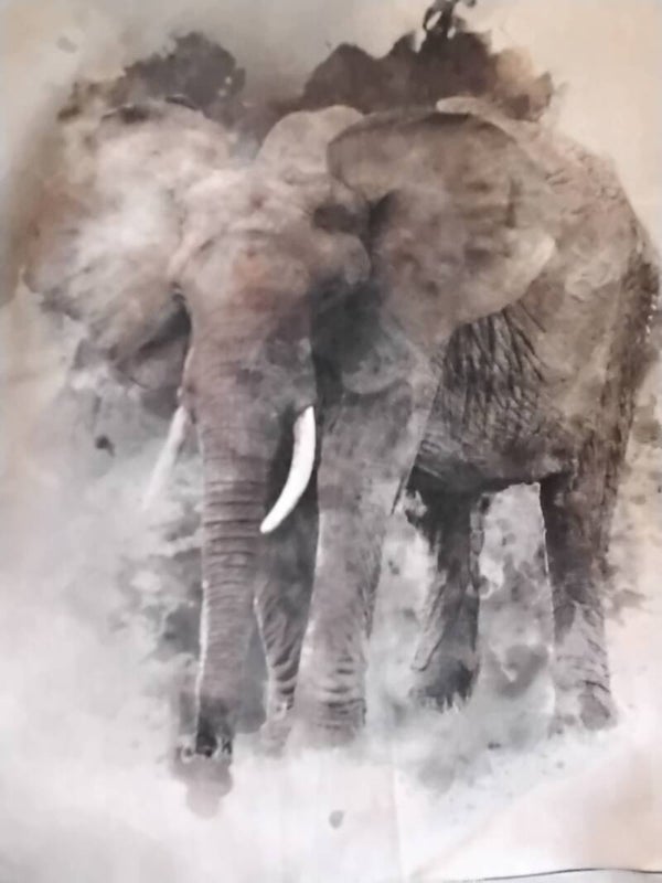 The Elephant bull