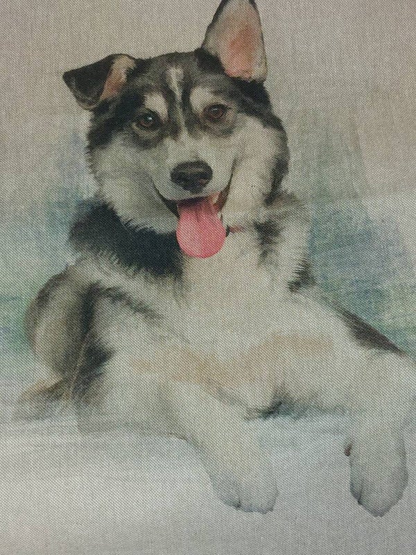 very popular breed, The Malamute
