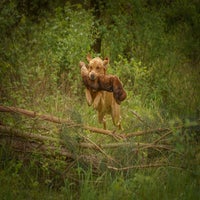 2024-dogs-marion-oakley-00804954-bearbeitet-standard.jpg