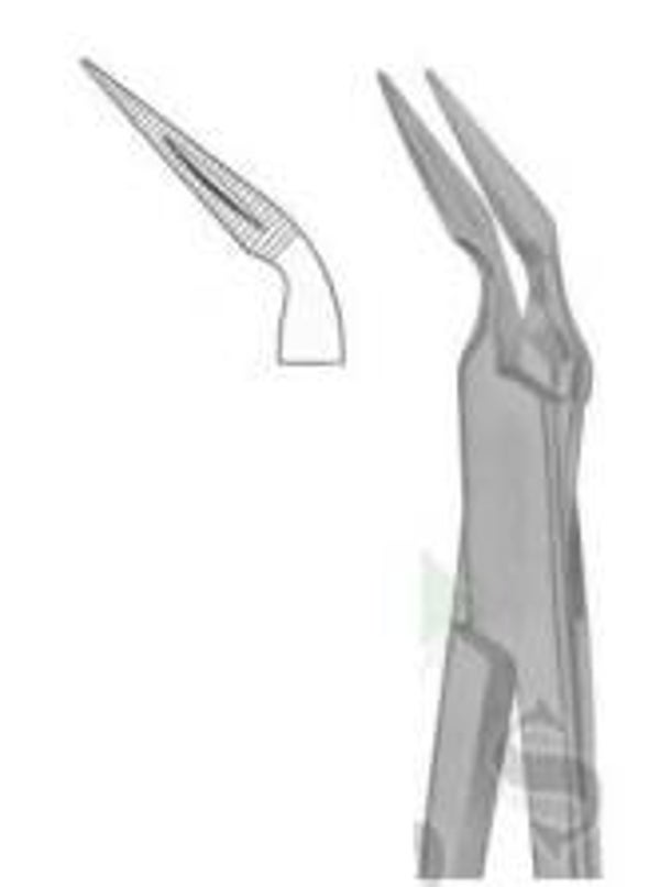 Root Fragments "Stieglits" - SDI 1220