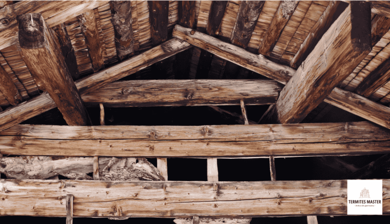 charpente-saine-termites-master-2-standard-1ucbrs.png