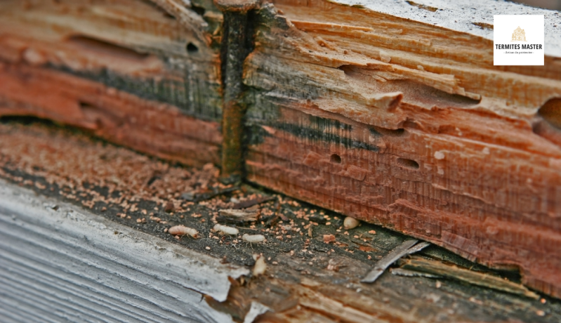 media-termites-master-standard-tipbjb.png