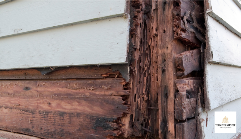 merule-bordeaux-termites-master-standard-3b3fwo.png