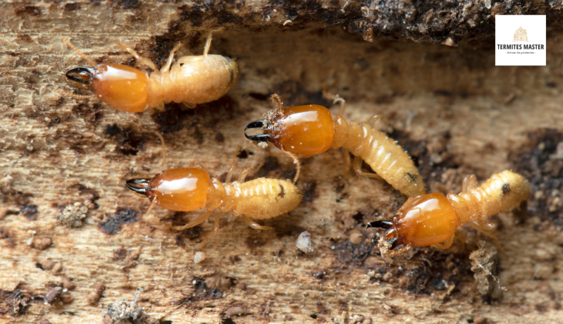 termites-automne-bordeaux-1-standard-izbci6.png
