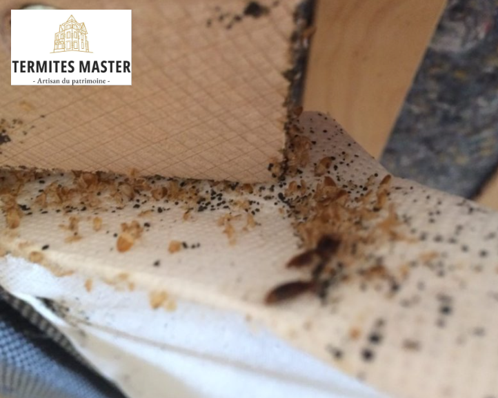 Termites master - punaise de lit