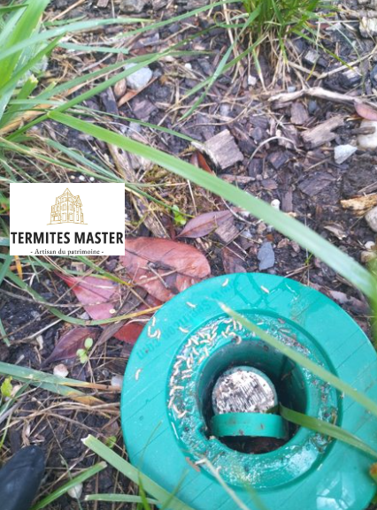 Termites master - fin d'élimination 