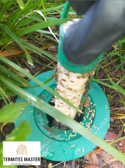 Piège à termites
