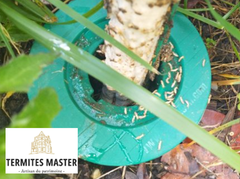 Termites master - pièges sentritech