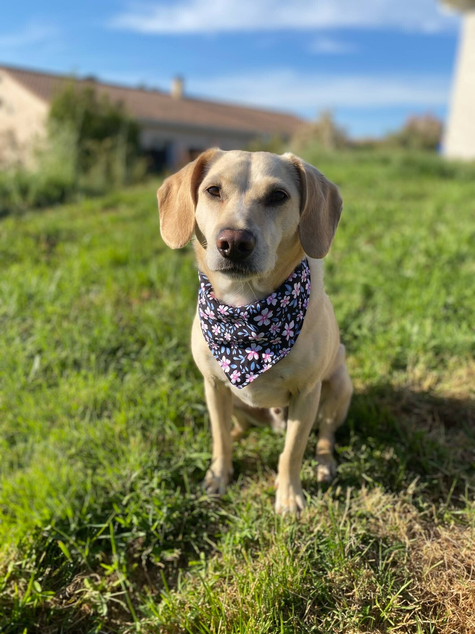 Bandanas M