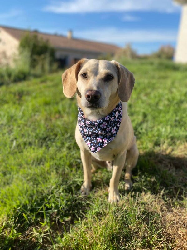 Bandanas M