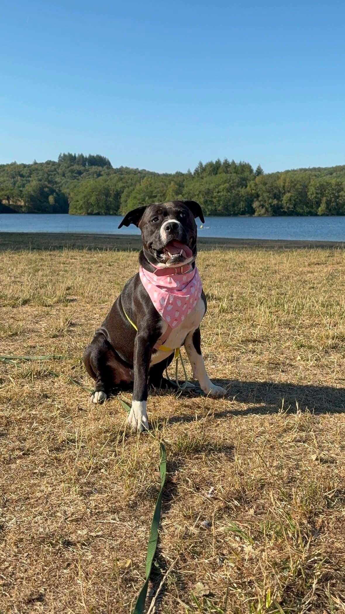 Bandanas L