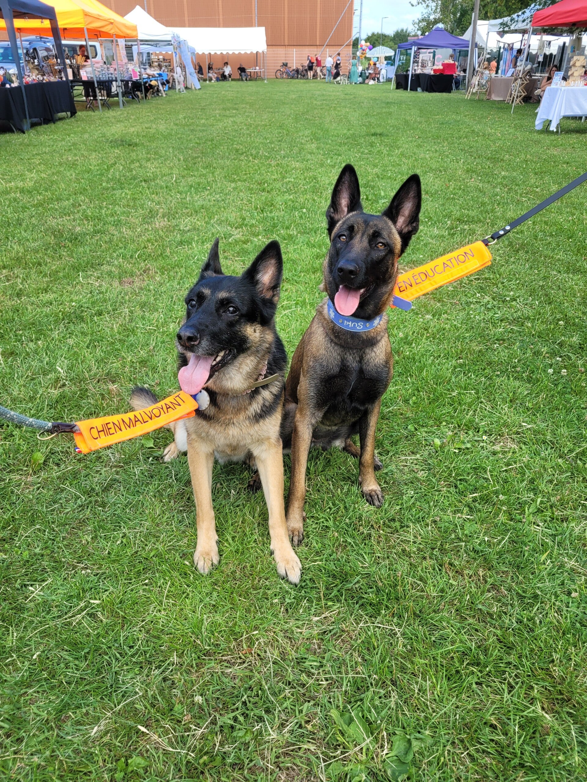 Doggycodes manchettes