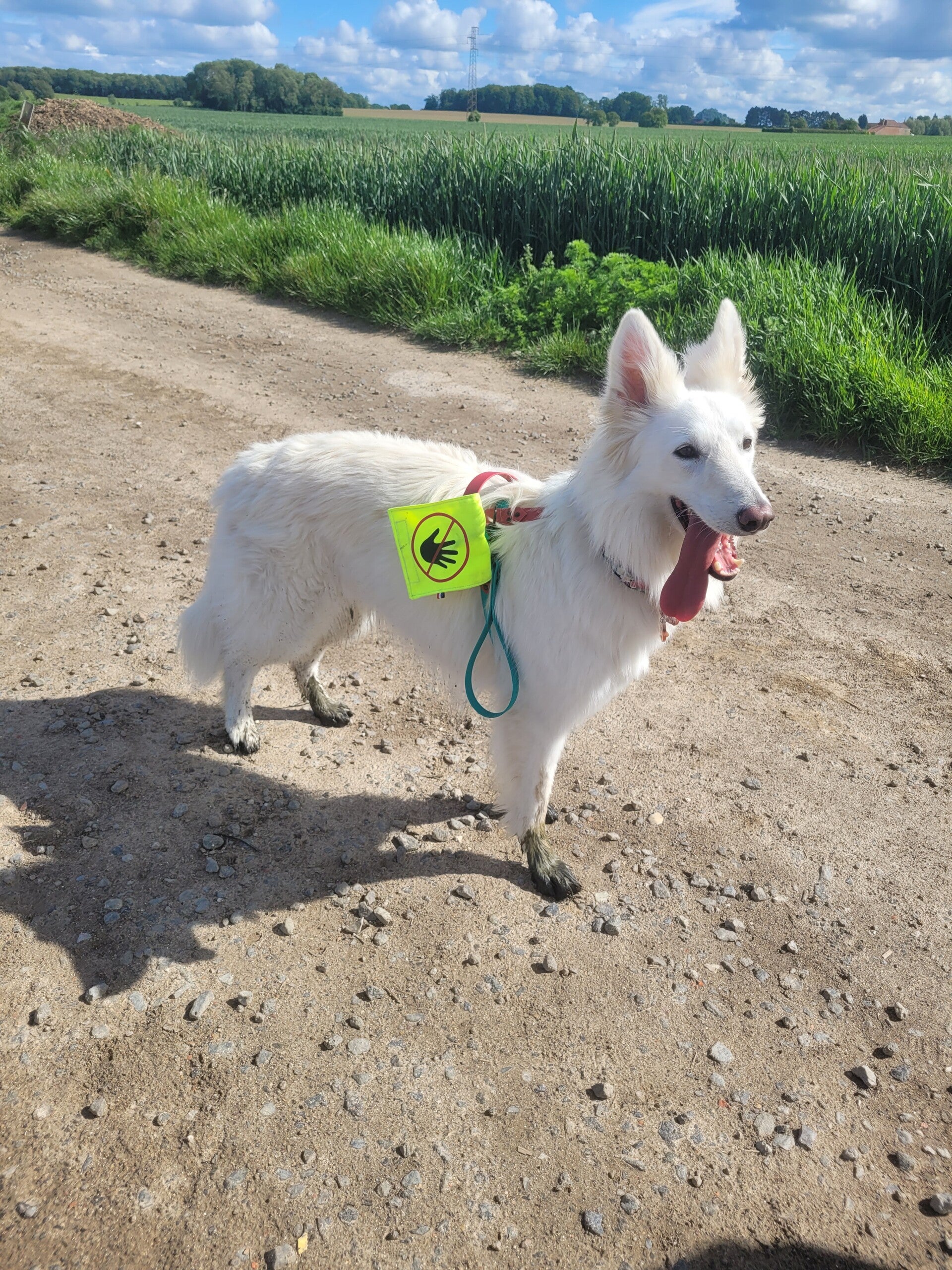 Doggycodes L