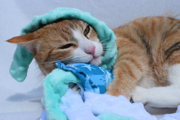 Méduse M herbe à chat