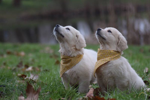 Bandanas S