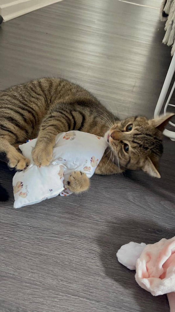 Couss'addict herbe à chat
