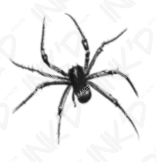 Spider 1