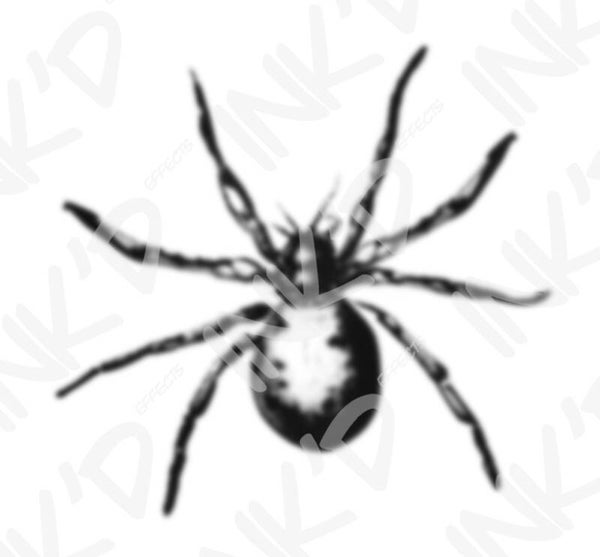 Spider 5