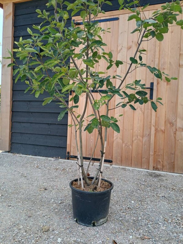 Krentenboom meerstammige