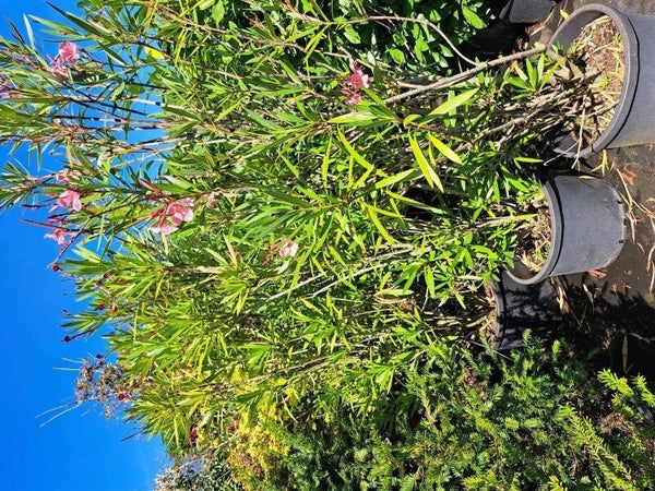 Krentenboom meerstammige