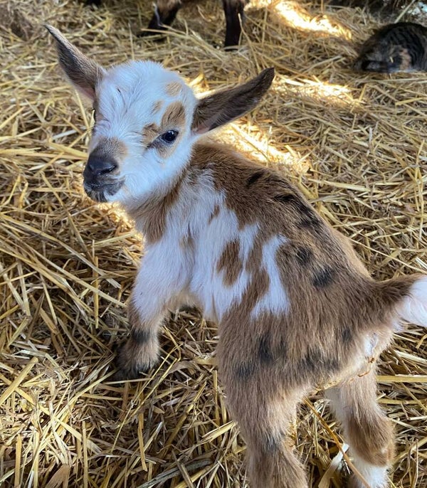Nigerian Dwarf Doeling
