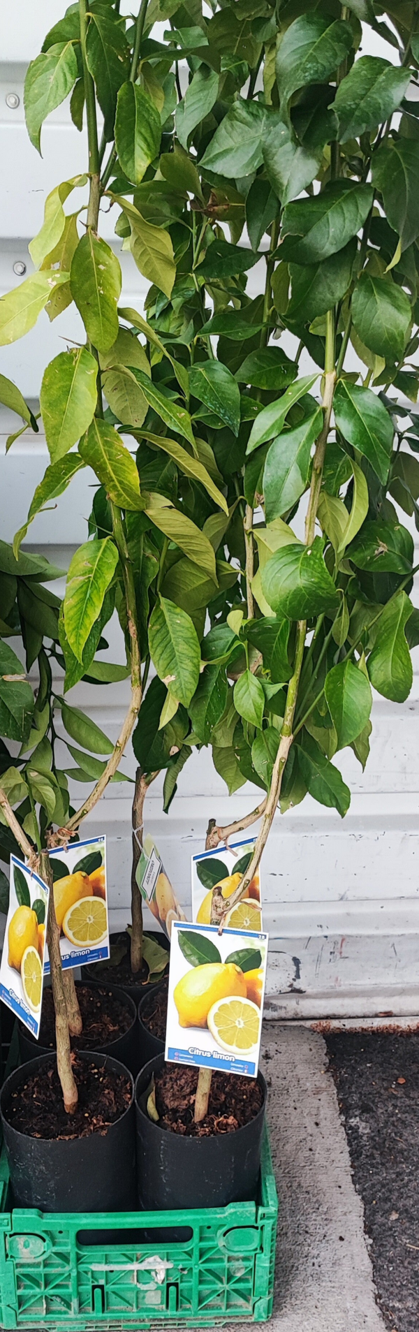 Arbre fruitier Citronnier